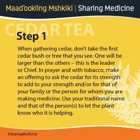 Cedar tea step 1